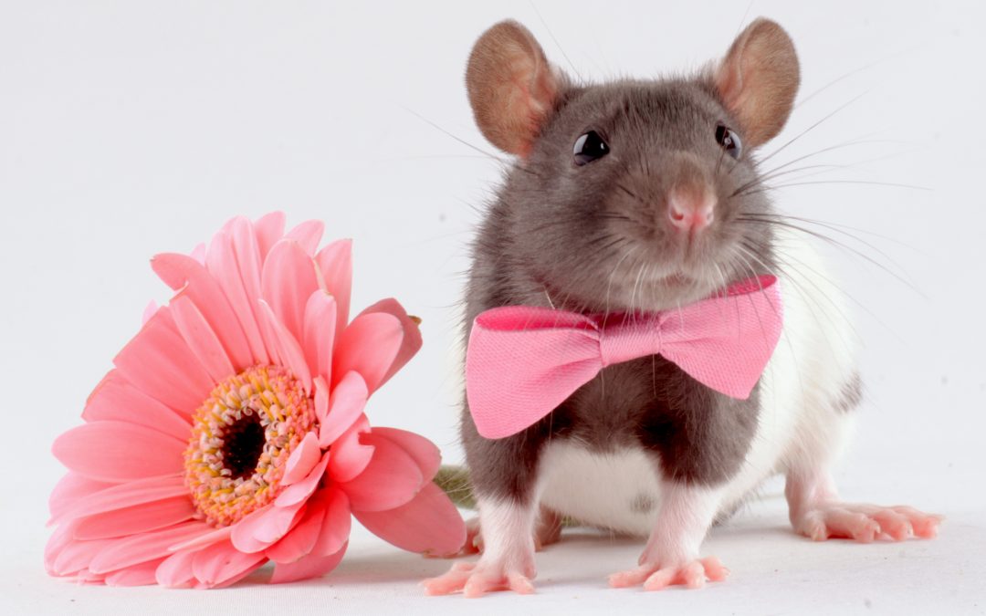 ✨Selbstbewusstsein, das beeindruckt – ohne laut zu sein