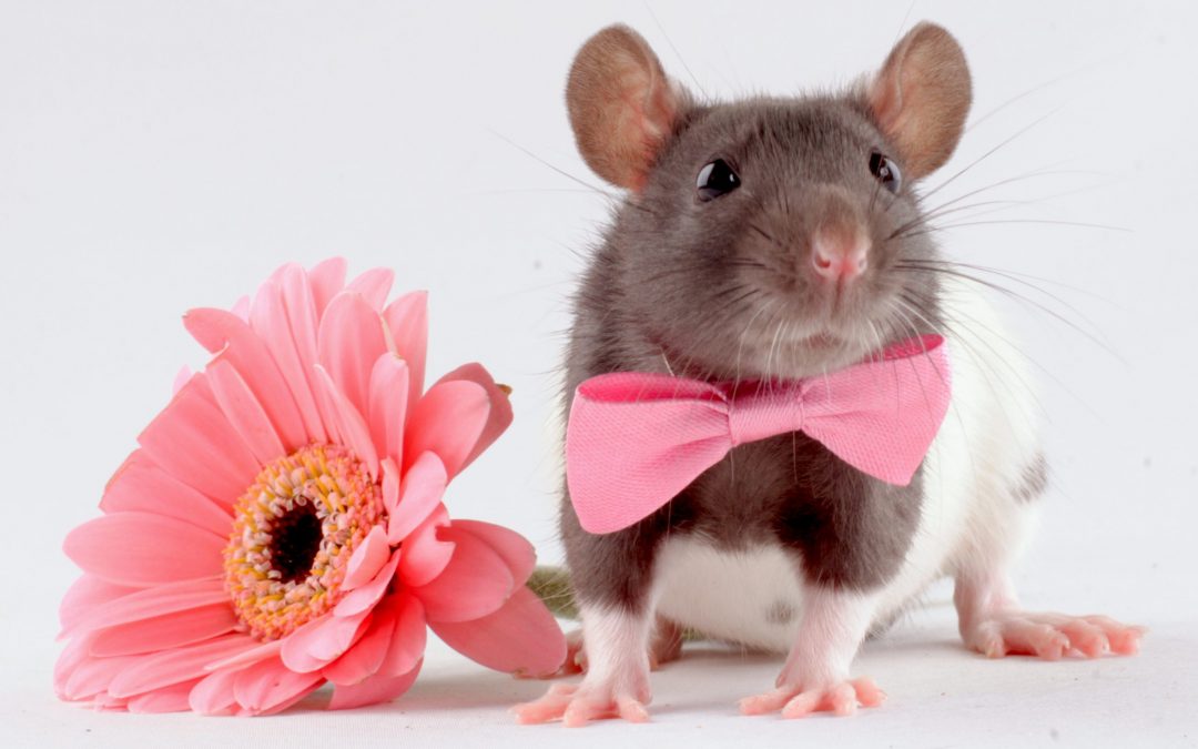 rat near a flower